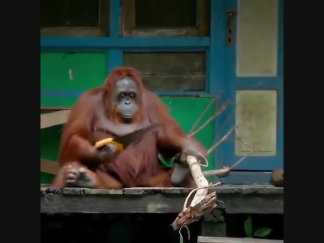 Орангутан осваивает новую профессию