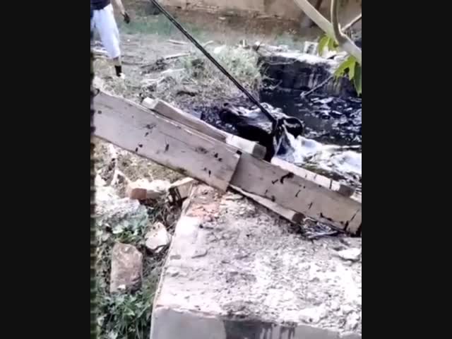 В Дагестане корова провалилась в яму с мазутом