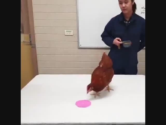 Дрессировка курицы