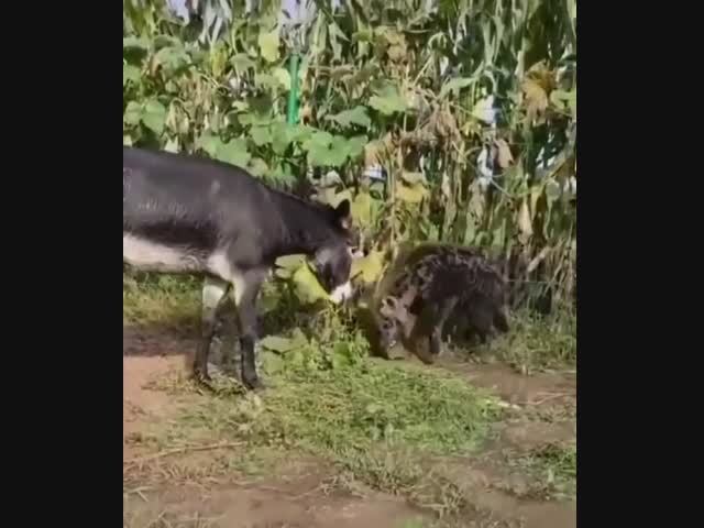 Ослик выпроваживает непрошеных гостей