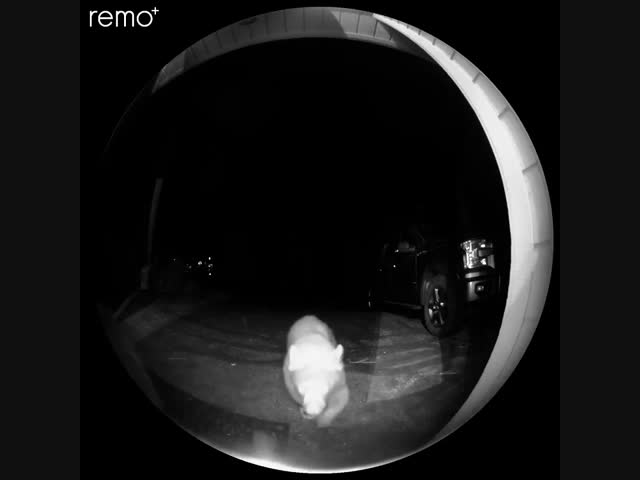 - Откройте дверь, я за мёдом пришёл!