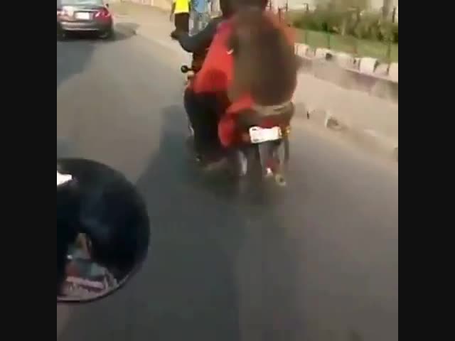 Хвостатый пассажир