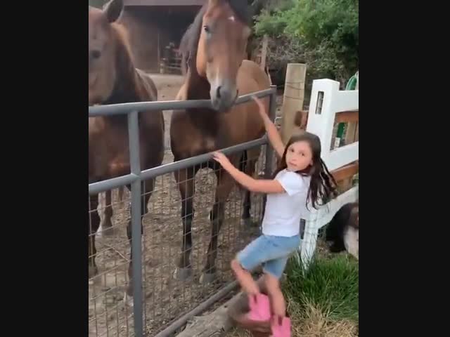 Овца приревновала