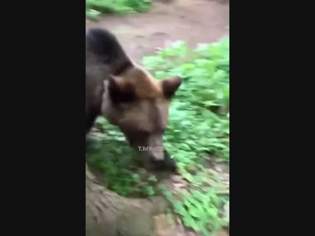 Как надо спасаться от медведя в лесу