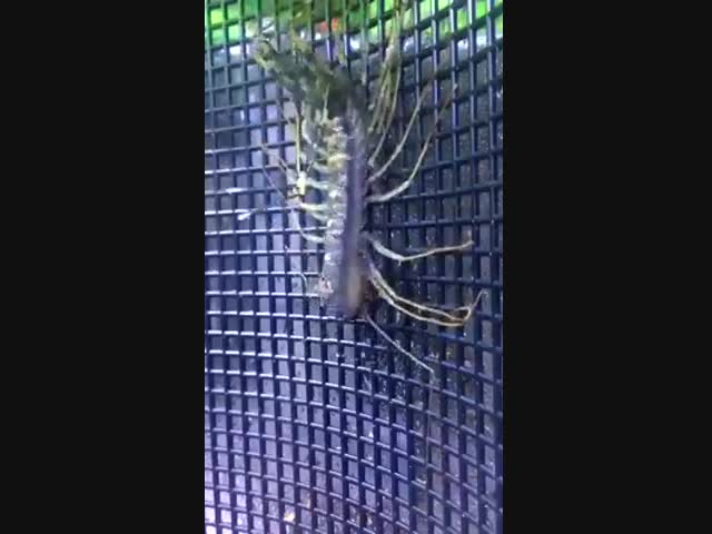 Нам бы так...