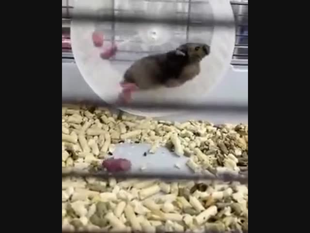 Экстремальный хомяк