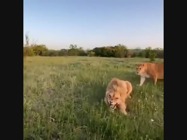 С тапком против льва