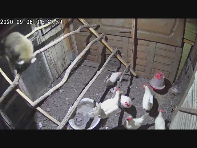 Енот работает лисицей