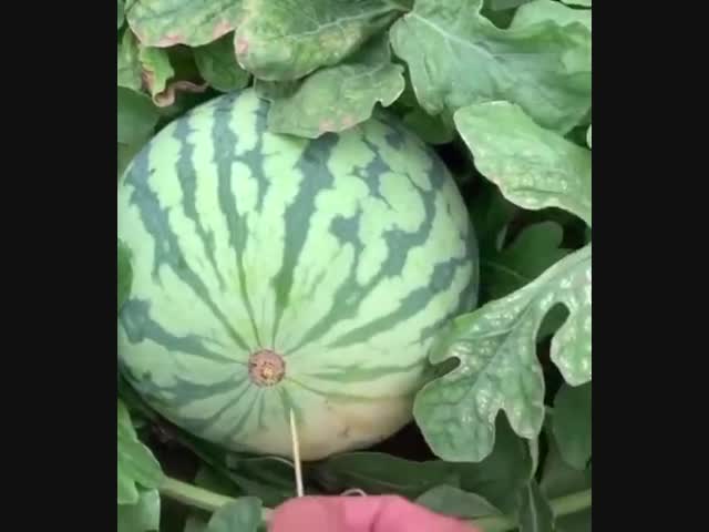 Как  вскрыть арбуз с помощью зубочистки