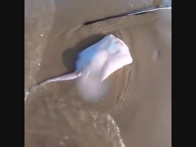 Мама с новорожденными детишками