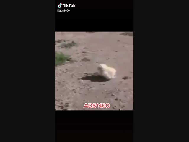 Пожалел что-ли...?