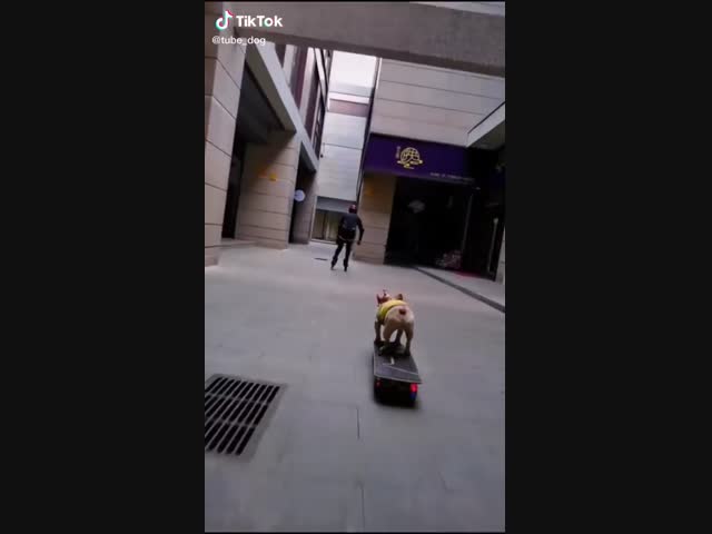 Пёс- скейтбордист.