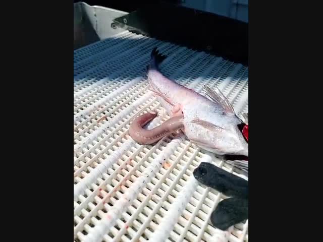 Гость из пойманной рыбины