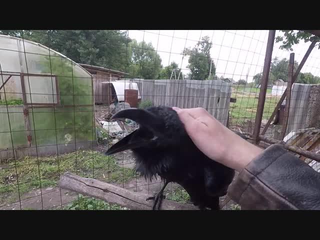 Наслушался компьютерных игр