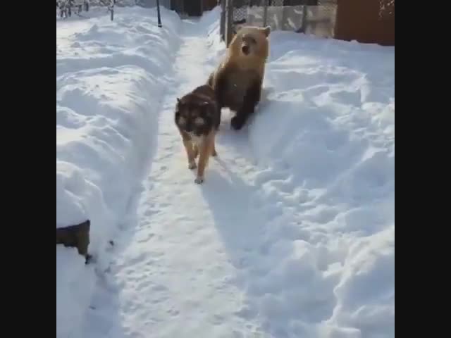 Сразу видно, кто здесь хозяин