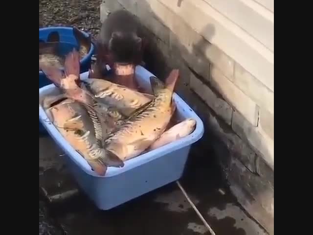 Ведь все на мне, все на мне...