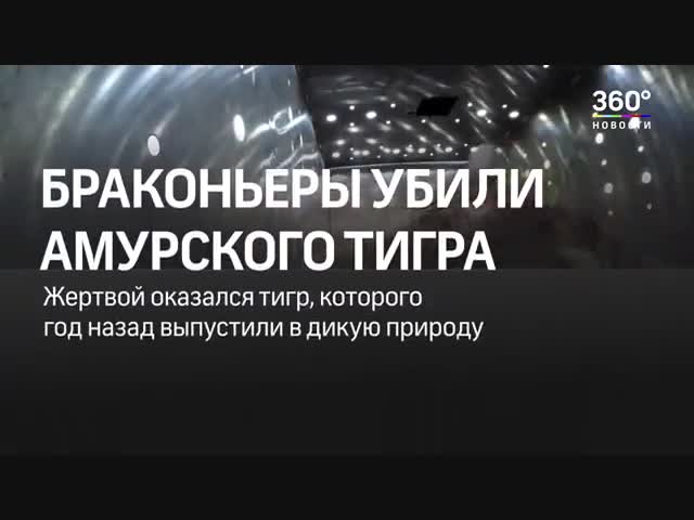 В Амурской области браконьеры убили известного тигра Павлика