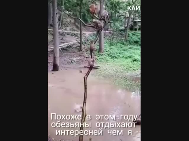 Макаки веселятся.