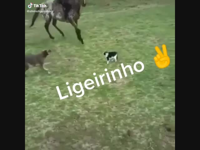 Страшнее кошки,зверя нет!