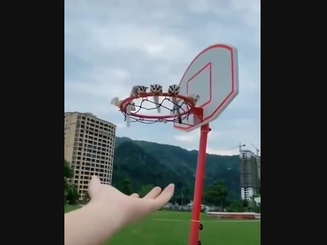 Бобики, ко мне!