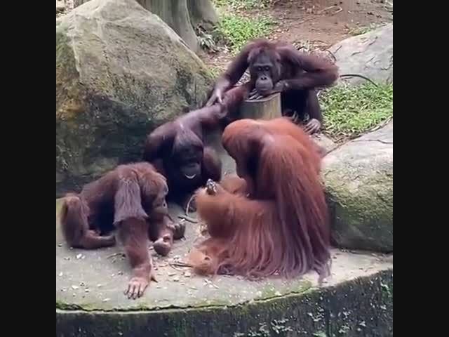 Обезьянья школа