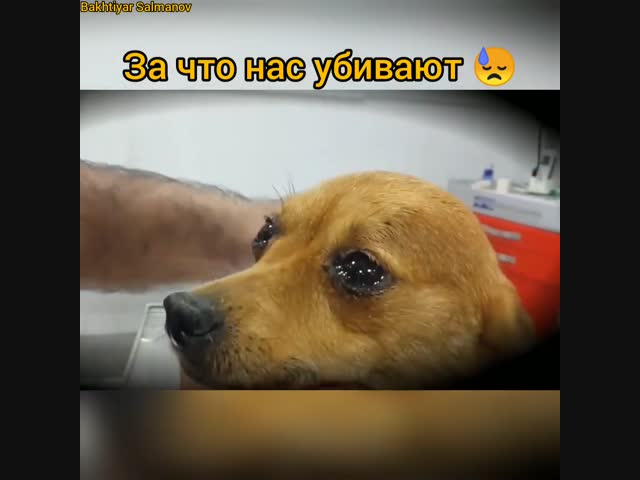 Очень трогательное видео