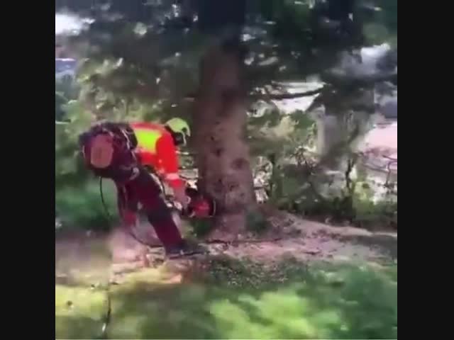 Летающее дерево