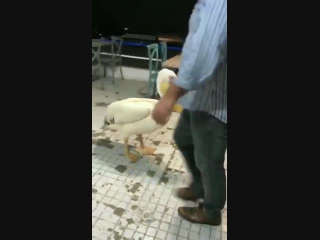 Пеликан в кафе