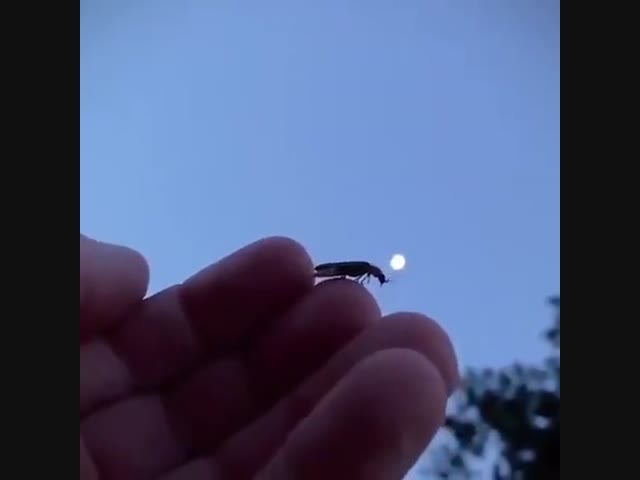 Взлёт светлячка