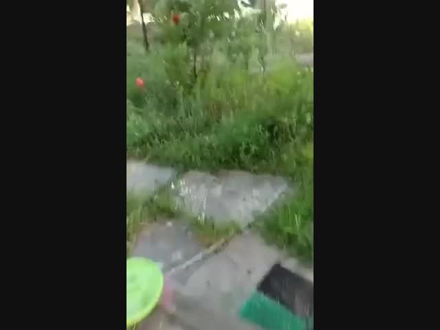 Назойливая женщина и очень злой ежик