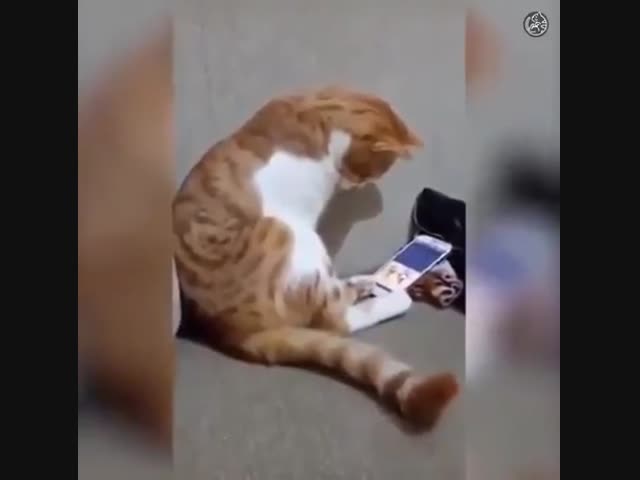 Кошка смотрит на своего умершего хозяина в видеозаписи