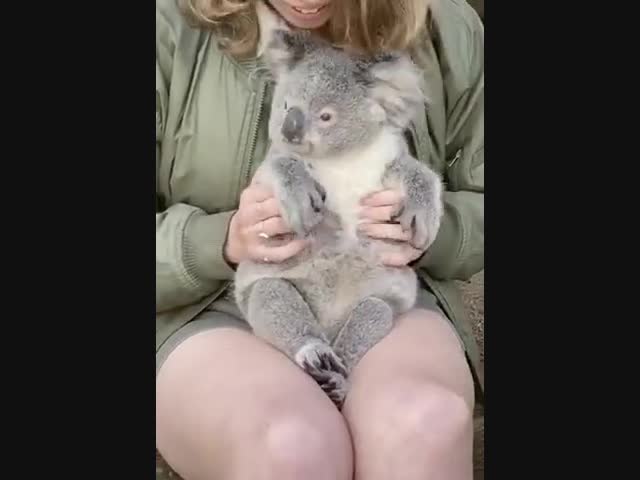 Спасенная коала