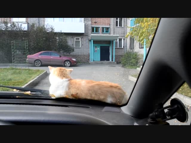 -Эй, шеф, до дома не подбросишь?