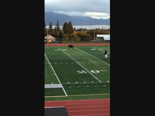 Завладевший футбольным мячом лось продемонстрировал свою технику игры