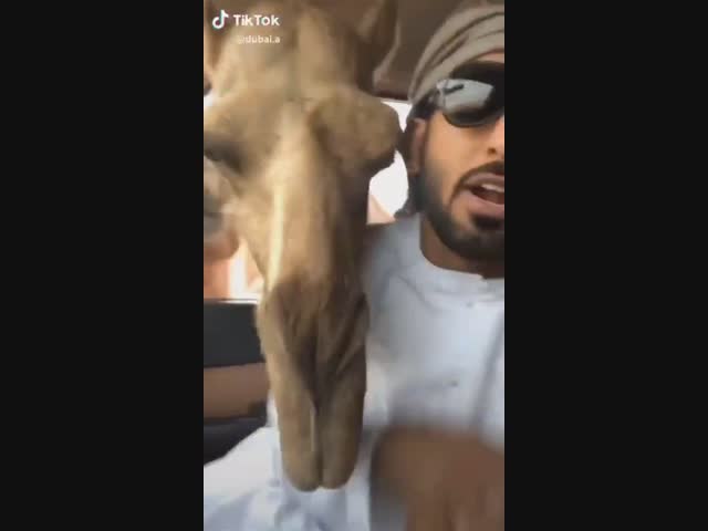 Охреневшие верблюды