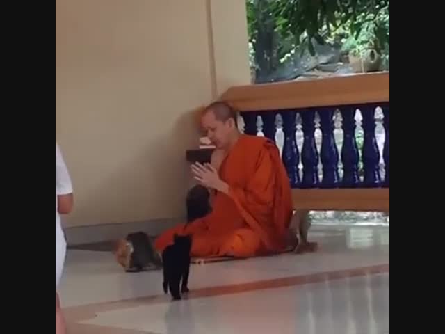 Монах прошел испытание котятами