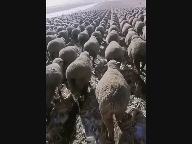 Овцы как люди, а люди как овцы