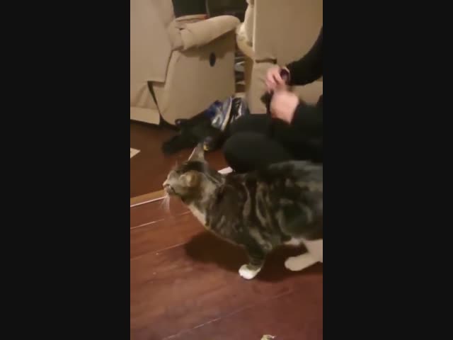 - Зачем ты так со мной, хозяйка?!