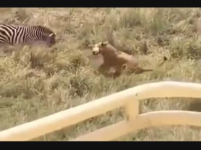 Мама-зебра отбила своего ребенка у львицы