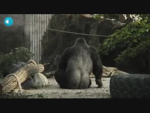 Умная горилла