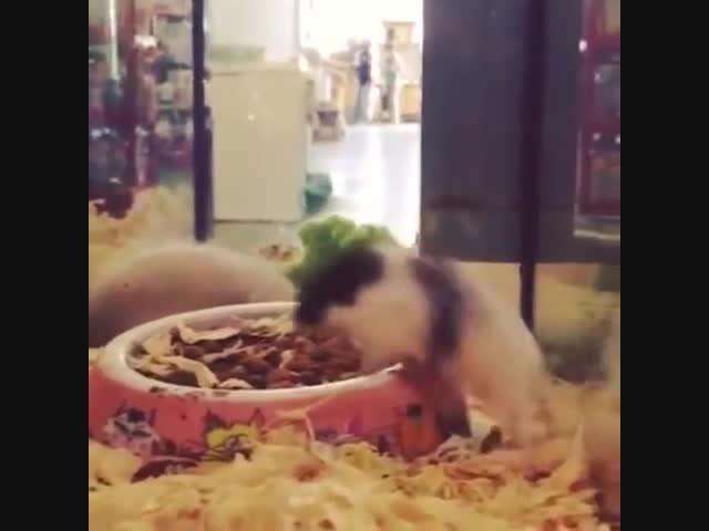 Олимпийский хомяк