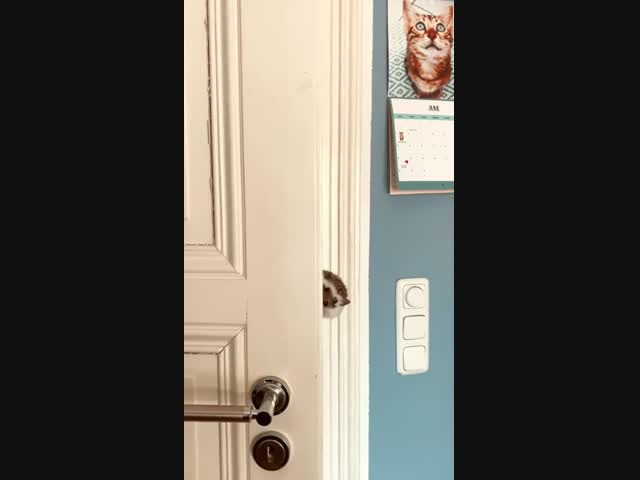 Наблюдатель