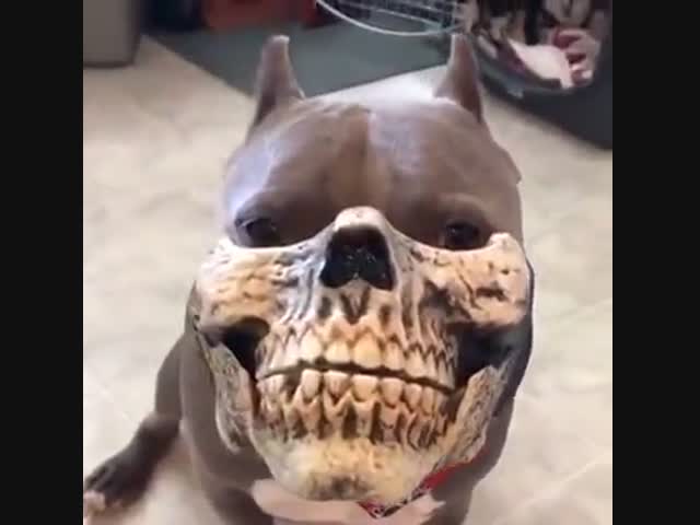 Пёс в маске
