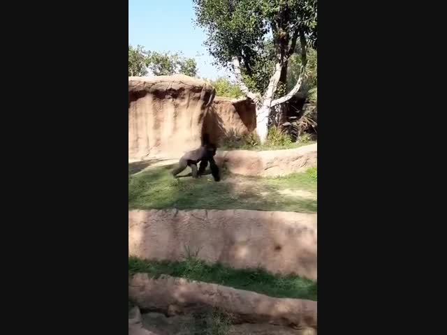 С ним шутки плохи