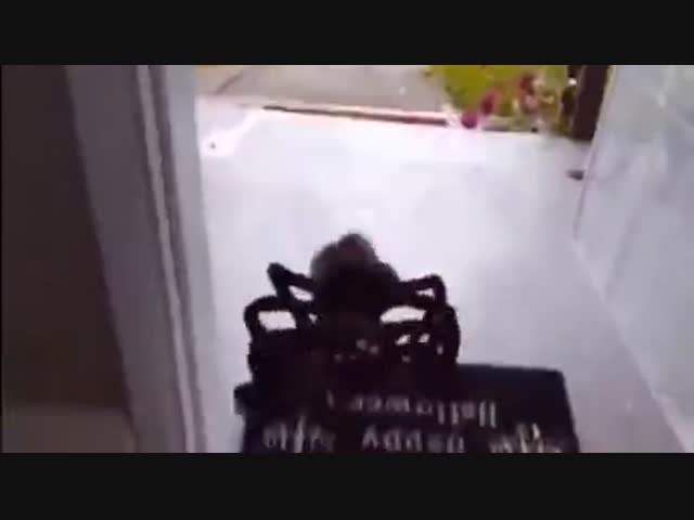 Собачка, закамуфлированная под паука, вызвала дикий страх