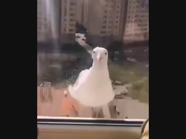 Так, что тут у нас на завтрак?