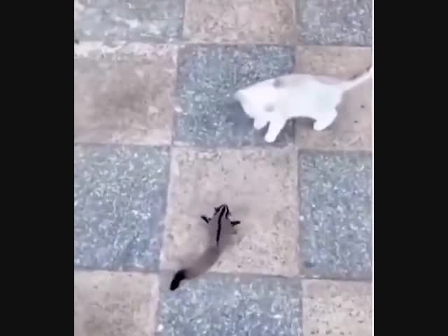 Белка-летяга выбрала транспорт