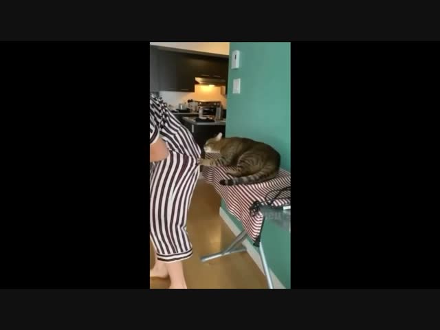 Никогда не поворачивайтесь спиной к кошкам!