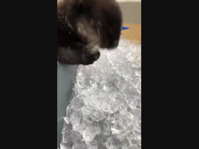 Милота : малыш выдры кушает кубики льда