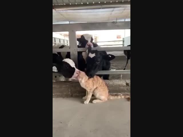 Телячьи нежности